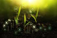 اهمیت تغذیه مناسب در گیاه